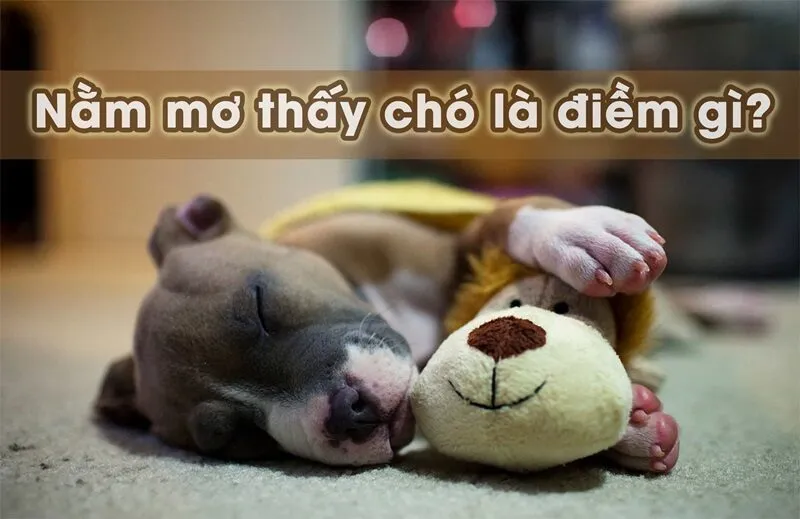 Mơ thấy một chó con chạy theo mình tượng trưng cho sự trung thành và bảo vệ